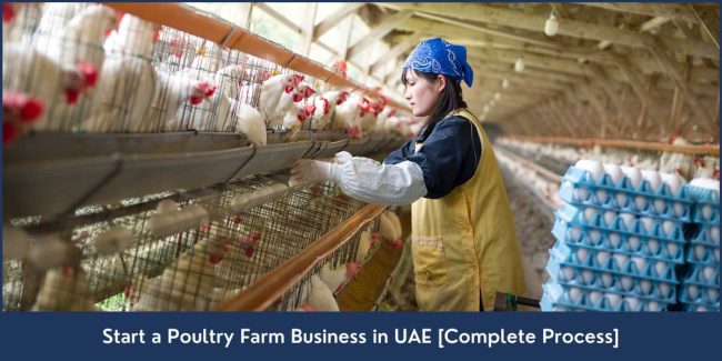 How to Start a Poultry Farm in UAE